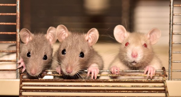 Dératisation Toulouse : comment se débarrasser efficacement des rats et des souris ?