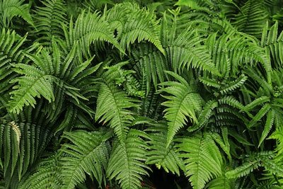 10 plantes magnifiques pour votre intérieur